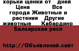 хорьки щенки от 35дней › Цена ­ 4 000 - Все города Животные и растения » Другие животные   . Кабардино-Балкарская респ.